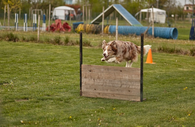 Dog jumps during a dog competition.