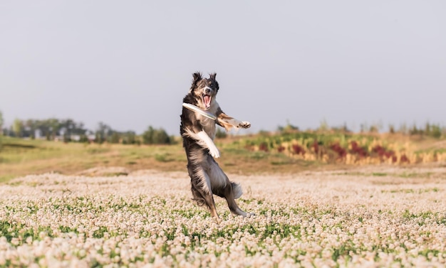 A dog jumps in a field of flowers