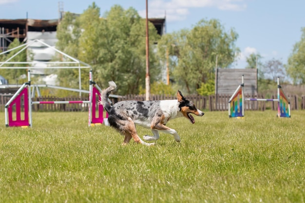 Dog jumps over a hurdle of an agility course Agility competition dog sport