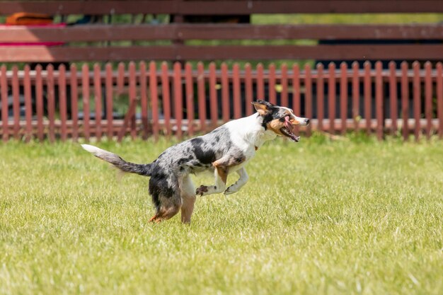 Photo dog jumps over a hurdle of an agility course agility competition dog sport
