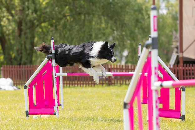 Dog jumps over a hurdle of an agility course Agility competition dog sport