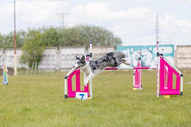 Dog jumps over a hurdle of an agility course Agility competition dog sport