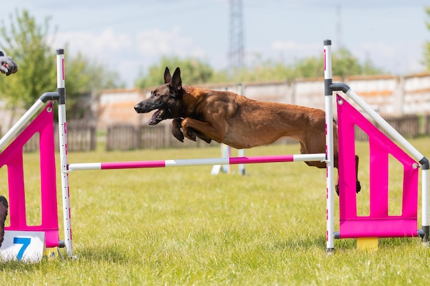 Dog jumps over a hurdle of an agility course Agility competition dog sport