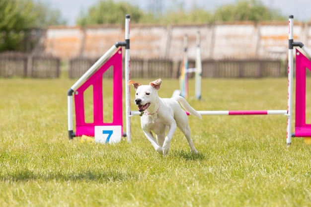 Dog jumps over a hurdle of an agility course Agility competition dog sport