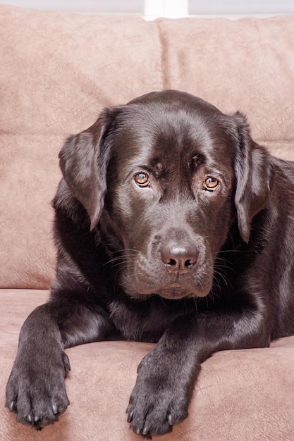 A dog of the Labrador retriever breed lies on a brown sofa An animal a pet at home