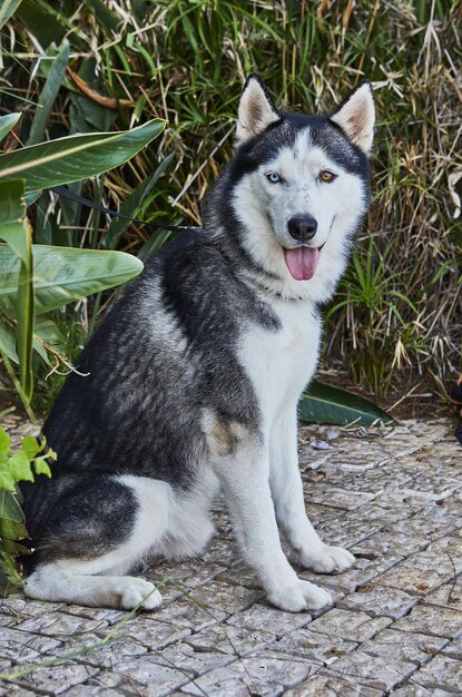 Foto cane della razza di cani laika con occhi multicolori si siede per strada