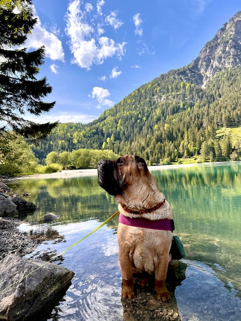 Foto cane sul lago