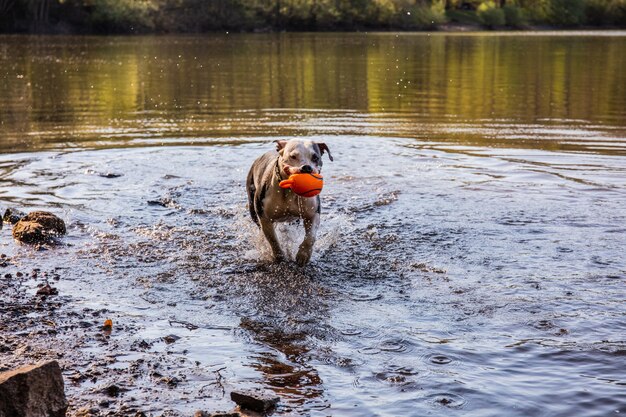 Dog in a lake