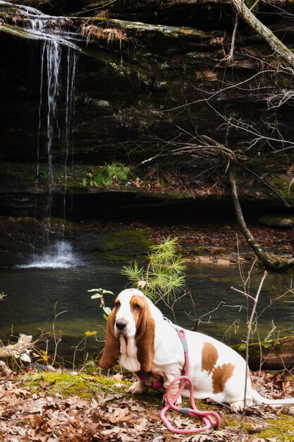 Foto cane nel lago