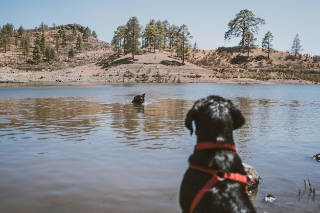 Photo dog in a lake