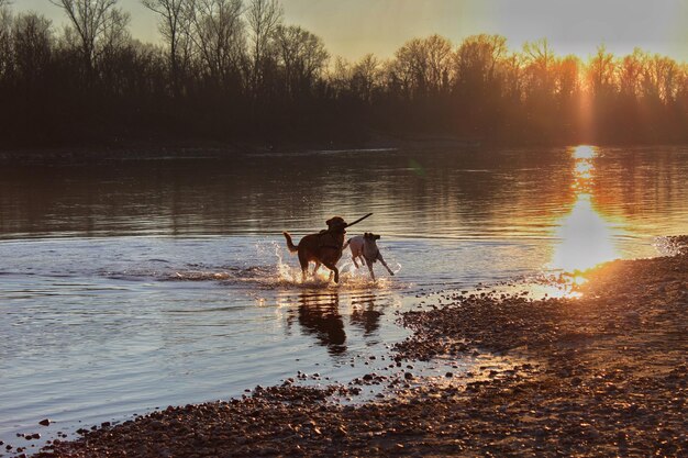 Photo dog on a lake