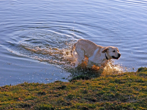 湖にいる犬