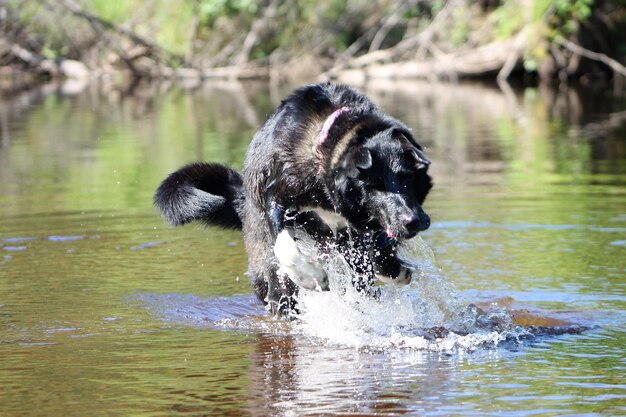 Foto cane nel lago