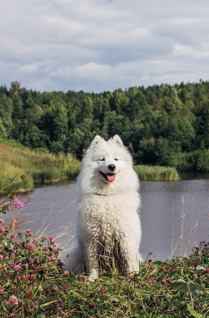 Foto cane in un lago