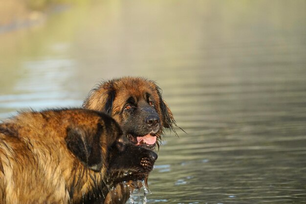 Dog in a lake