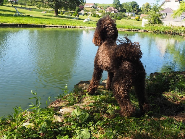 Foto cane su un lago