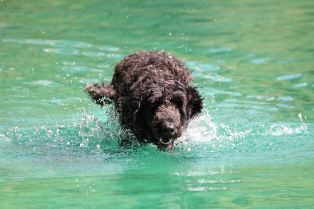 湖にいる犬