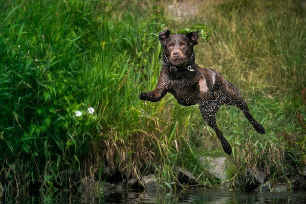 Foto cane nel lago