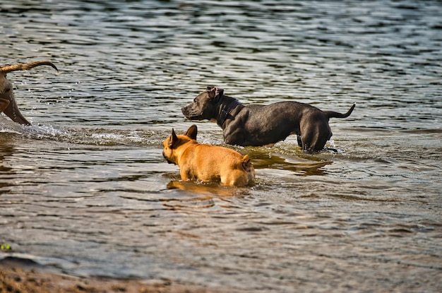 Photo dog in a lake