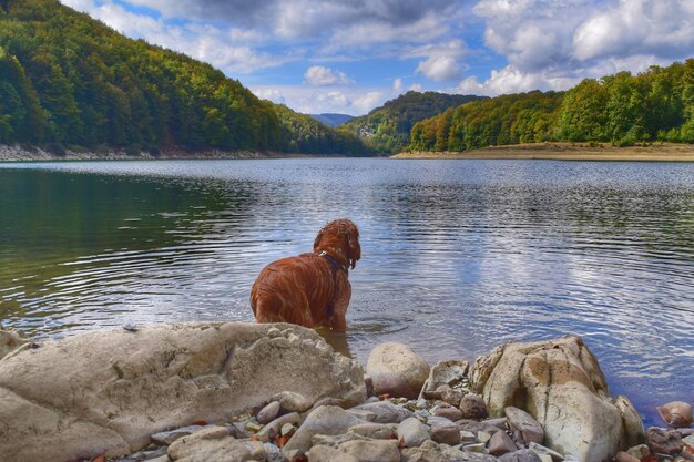 Foto cane sulla riva del lago contro il cielo