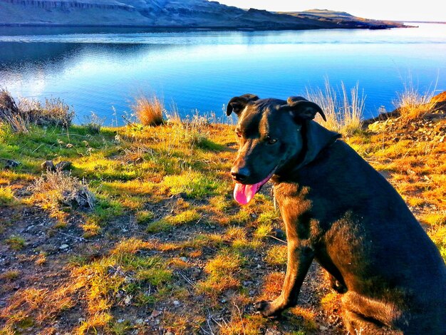 Photo dog at lakeshore