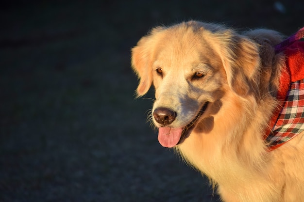 夕方の太陽の下で犬