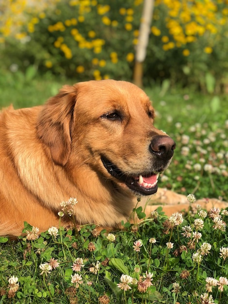 The dog laughs among the succulent grass and clover