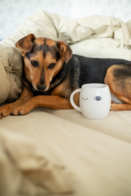 A dog laying on a bed next to a mug that says'i love dogs'on it