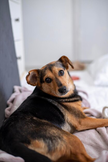 A dog laying on a bed with a white sheet behind it