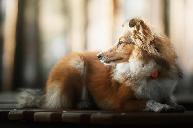 窓の外を眺めながらベンチに寝そべる犬