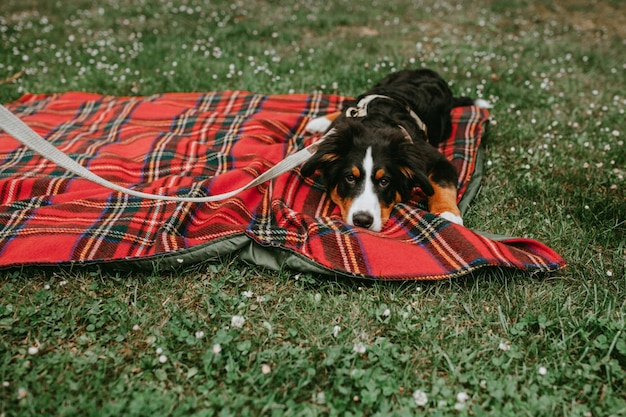 Photo a dog laying on a blanket in the grass