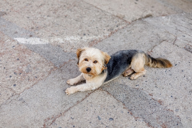 セメント道路に敷設する犬