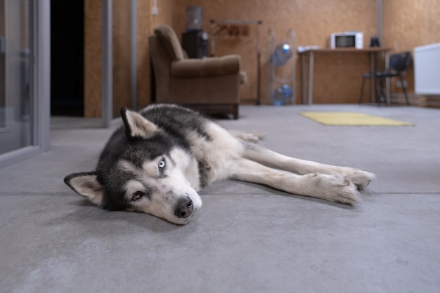 背景に椅子がある家の床に横たわっている犬。