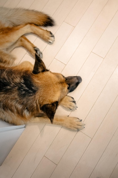 A dog laying on the floor