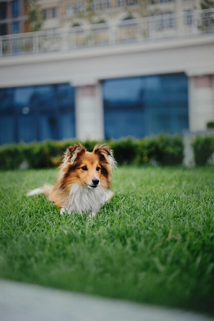 A dog laying in the grass in front of a building