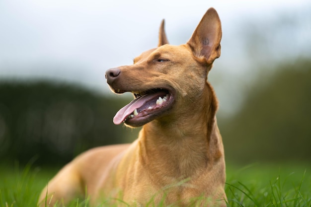 A dog laying in the grass with its tongue out