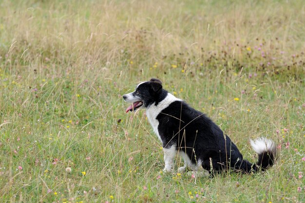 Dog laying on grass .