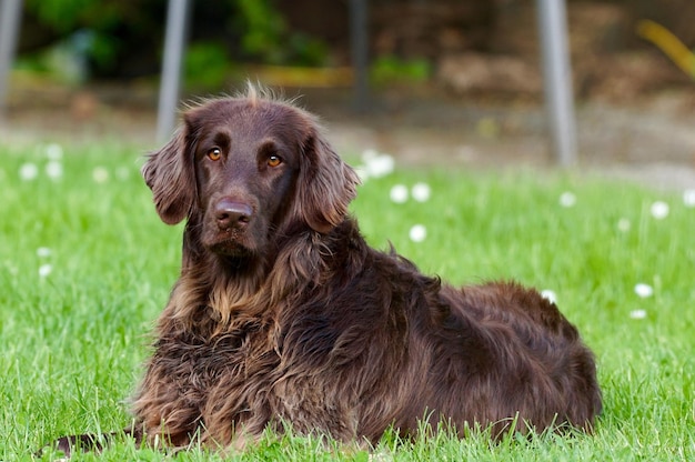 A dog laying in the grass