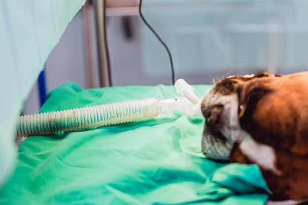 a dog laying on a green sheet with a cord attached to it