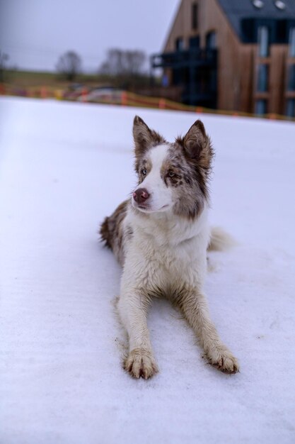 A dog laying on a snow covered ground