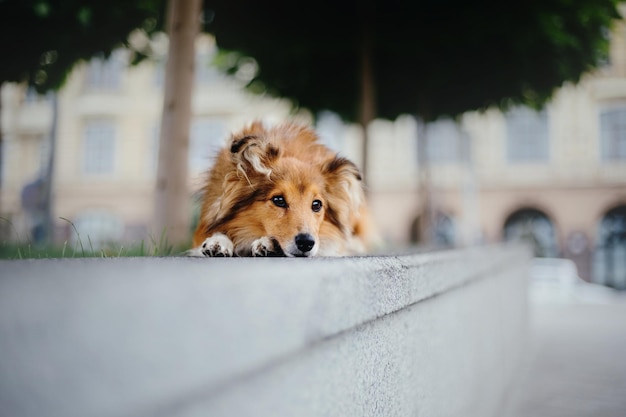 「犬」という言葉が書かれた壁に横たわっている犬