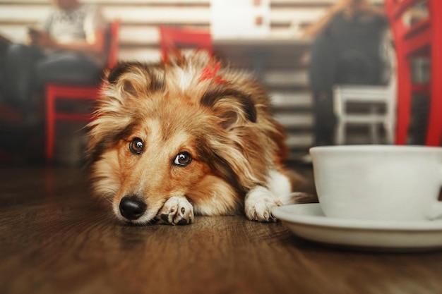 A dog lays on the floor next to a cup of coffee.