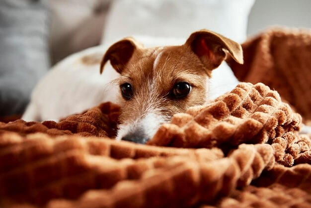 Photo dog lazing on couch