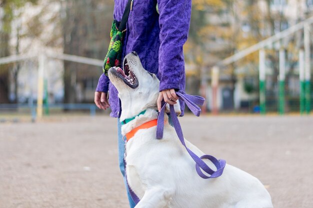 The dog learns to obey the command next to it.