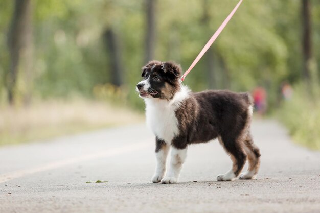 A dog on a leash on a road