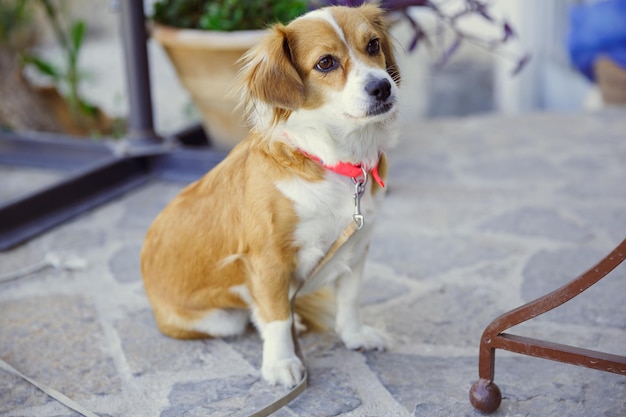 Dog on a leash sitting on the balcony of a cafe