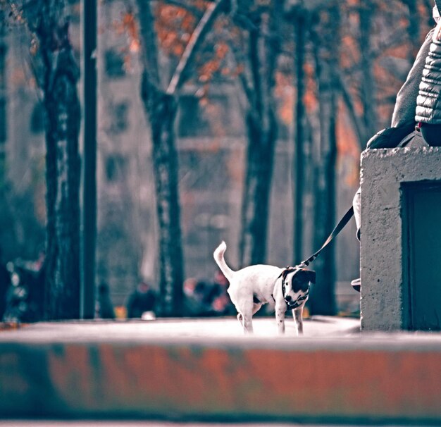 Photo dog on a leash