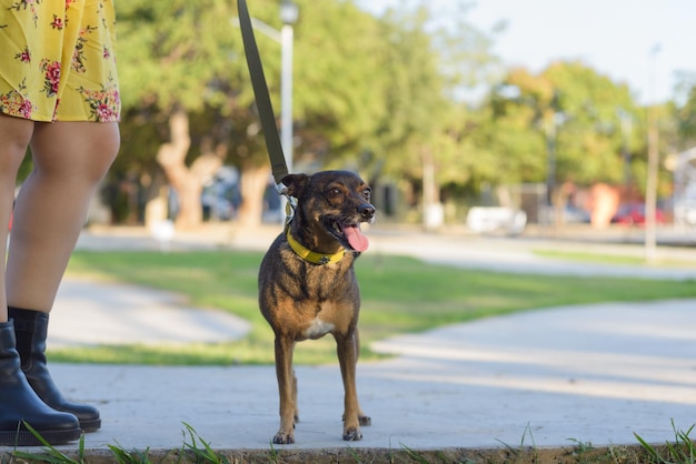 Photo dog leashed while walking with her dog in a public garden pet lover