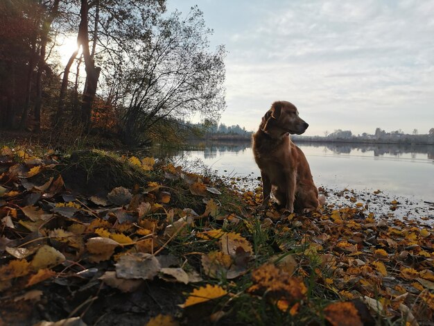 Photo dog on leaves in lake during autumn