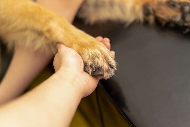 愛情を込めて飼い主の手で犬の足を握る